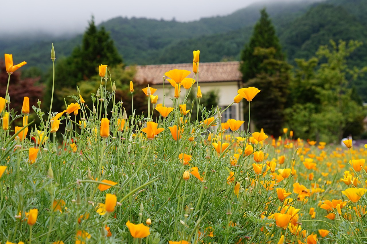 新宝5娱乐,注册|如何注册政府网上商城账号